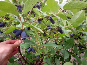 Саженцы жиммолости #1686363