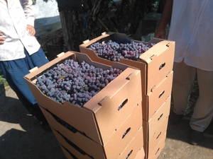 виноград столовый свежий #1688601