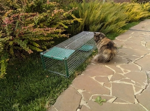Котоловка,  котоловушка,  живоловка,  живоловушка на кота с педалью метровая #1691737