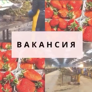 Всех желающих приглашаем на работу в Польше  #1690981