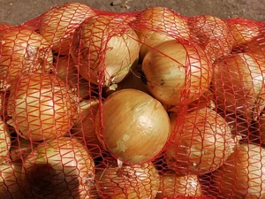 Лук репчатый урожая 2020 г #1690983