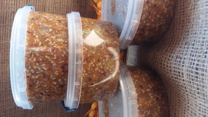 Апикомплекс  3 #1693939