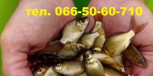 Продам малек (зарыбок) КАРПА. т.0665060710 #1694033
