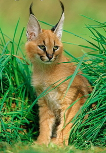 Продам котят Каракала #1694944