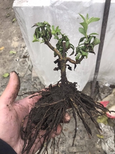 Продам корень стевии медовой #1696509