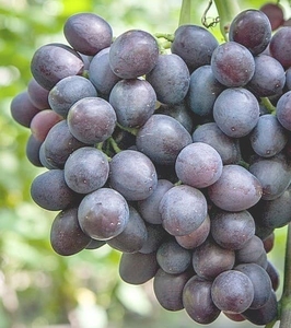 Саженцы винограда Аюта #1698523