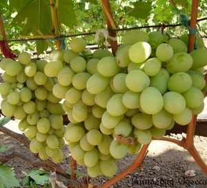 Саженцы винограда Айвенго #1698509