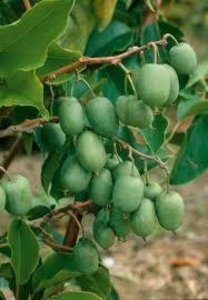 Саженцы актинидии Сентябрская #1698601