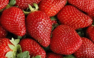 Саженцы клубники Альба #1698578