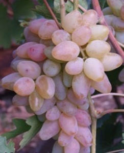 Саженцы винограда Авраам #1698548