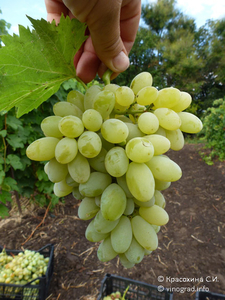 Саженцы винограда Белла #1698506