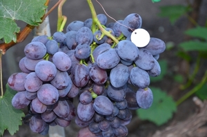 Саженцы винограда Бруно #1698555