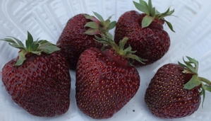 Саженцы клубники Черный Принц #1698589