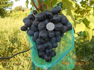 Саженцы винограда Джафар Кара #1698540