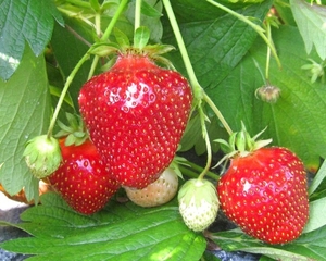 Саженцы клубники Джоли #1698572