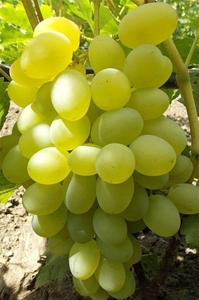 Саженцы винограда Елизавета #1698514