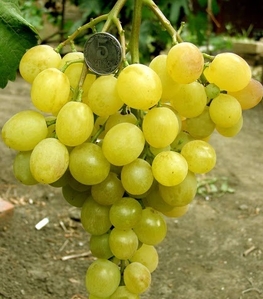 Саженцы винограда Хип Хоп #1698539