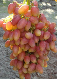 Саженцы винограда Хохотушка #1698560