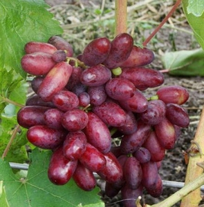 Саженцы винограда Изюминка #1698596