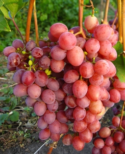 Саженцы винограда Изумление #1698558