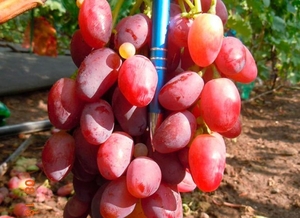 Саженцы винограда Ягуар #1698553