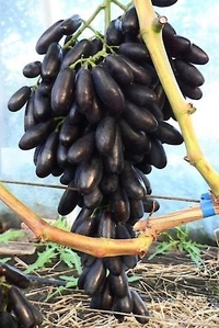 Саженцы винограда Киш-Миш Яся #1698563