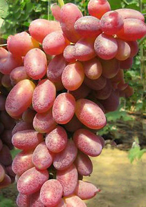 Саженцы винограда Юбилей Херсонского Дачника #1698513