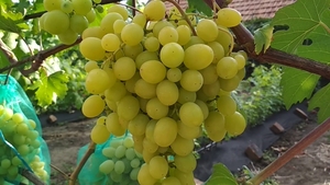 Саженцы винограда Каприз (Тайна Монаха) #1698520