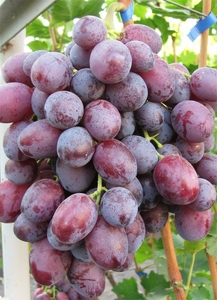 Саженцы винограда Лада-Т #1698566