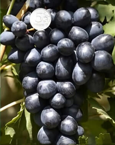 Саженцы винограда Ласточка #1698534