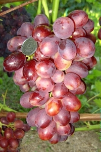 Саженцы винограда Лёлик #1698556