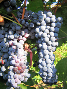 Саженцы винограда Черный Ливадийский #1698517