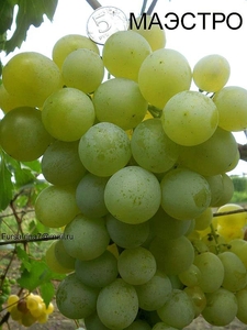 Саженцы винограда Маэстро #1698567