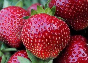 Саженцы клубники Мальвина #1698576