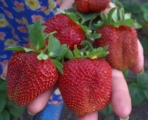 Саженцы клубники Маршал #1698588