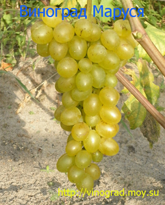 Саженцы винограда Маруся #1698525