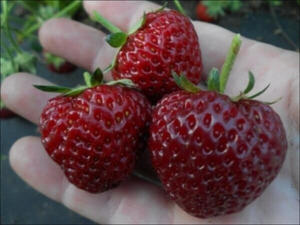 Саженцы клубники Мице Шиндлер #1698579