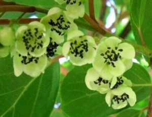 Саженцы актинидии Мужской #1698528