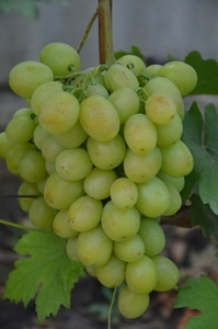 Саженцы винограда Наталья Ростова (Наталка Полтавка) #1698591