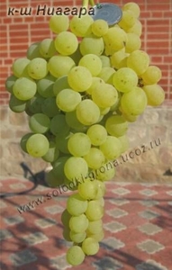Саженцы винограда Киш-Миш Ниагара #1698552