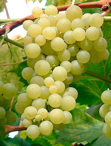 Саженцы винограда Ора #1698557