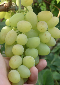 Саженцы винограда Петербургская ночь #1698551