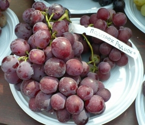 Саженцы винограда Подарок Радионову #1698597