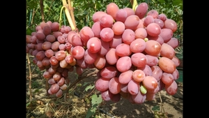 Саженцы винограда подарок Ирине #1698515