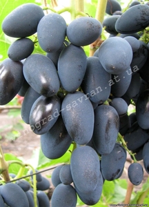 Саженцы винограда Рада #1698518