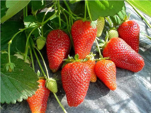 Саженцы клубники Роксана #1698581