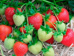 Саженцы клубники Румба #1698585