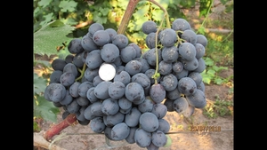 Саженцы винограда Руслан #1698519