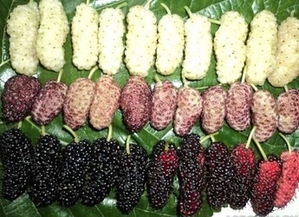 Саженцы шелковицы белой Алмазная #1698527