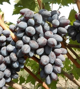 Саженцы винограда Советский Столовый #1698559